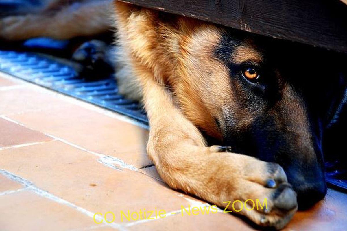 Ossona, storie da cani: salvato un pastore tedesco sperduto