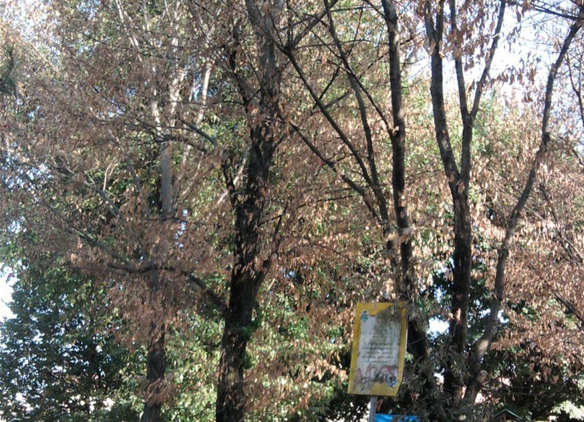 Ossona, le piante del parco di piazza Aldo Moro fanno da sole