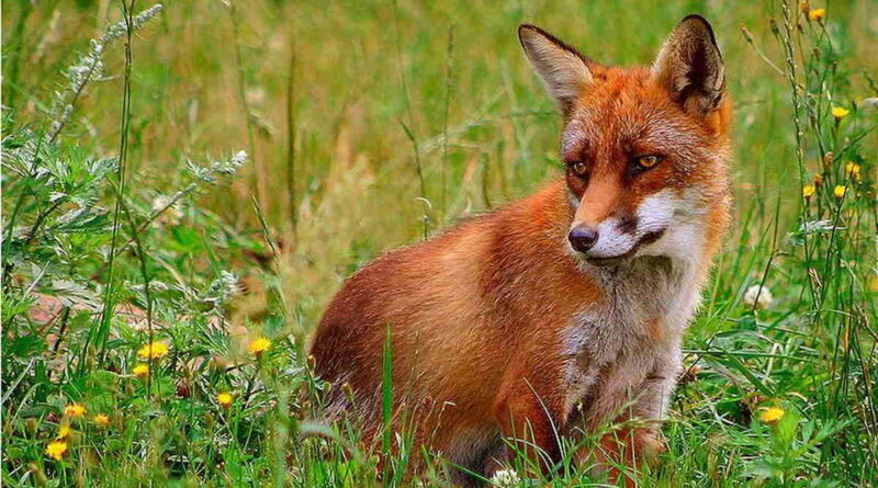 Ossona, attenti alla volpe rossa (http://it.wikipedia.org/wiki/File:R%C3%B8d_r%C3%A6v_(Vulpes_vulpes).jpg)