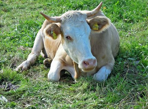 Ossona, la mucca che ha partorito un vitellino sulla pista ciclabile sta bene