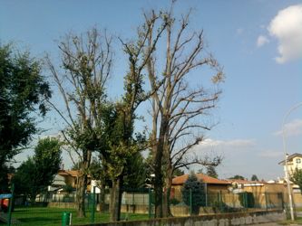 Ossona, alberi morti al parco giochi