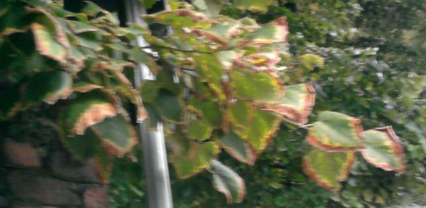 alberi di tiglio nel giardino delle scuole di Ossona