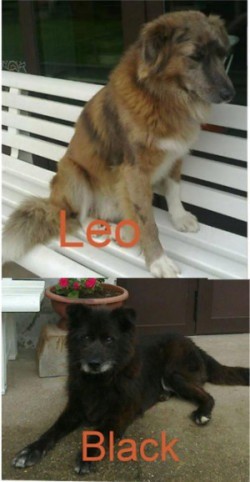 Si cercano 2 cuccioli, bleck e Leo
