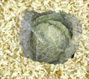 minestra di riso e verza. Minestra di riso e verza. La ricetta milanese - 12/05/2015