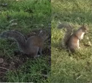 parco di Corbetta, gli scoiattoli cip e cip