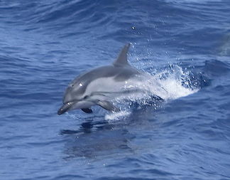 Governo Renzi cede il santuario dei delfini in toscana