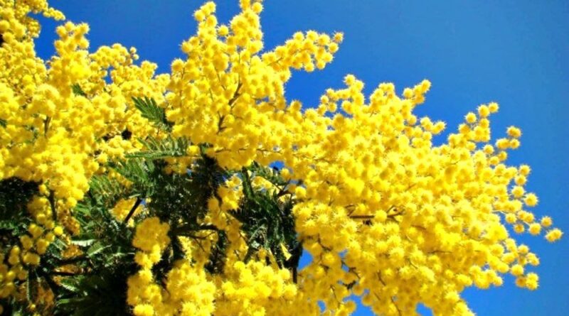 donna. Festa della donna 2022. Alle donne ucraine, non mimose ma gilet antiproiettile - 08/03/2022