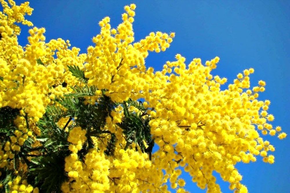 festa della donna. Festa della donna 2022. Alle donne ucraine, non mimose ma gilet antiproiettile - 08/03/2023