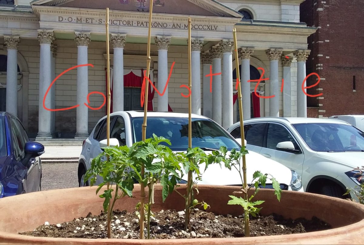 . Nella piazza centrale di Corbetta crescono i pomodori - 10/05/2019