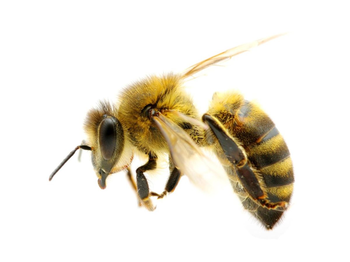 . Attenti alle api. Come "scacciarle" rispettandole - 26/06/2019