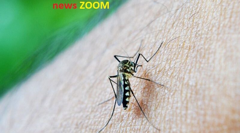 febbre di dengue. Caso di febbre di Dengue a Buccinasco. Partita la disinfestazione dalle zanzare - 12/07/2019