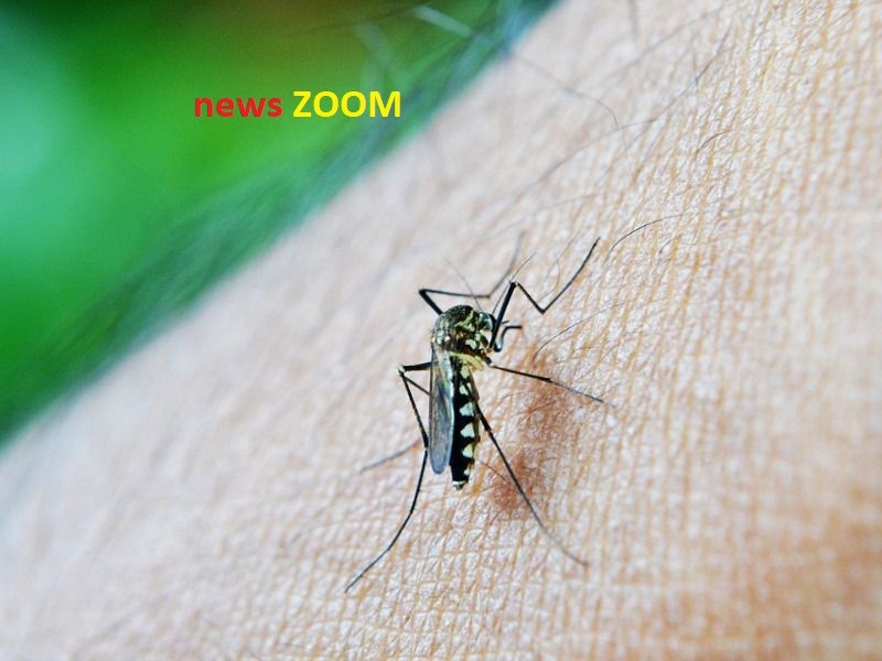 febbre di dengue. Caso di febbre di Dengue a Buccinasco. Partita la disinfestazione dalle zanzare - 12/07/2019
