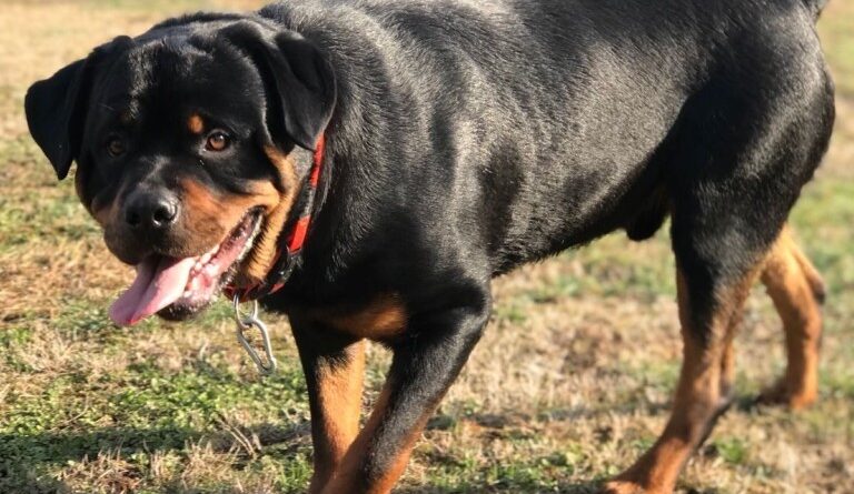 cochise. Il Rottweiler Cochise impazzito aggredisce il padrone. Gli spara - 18/03/2018