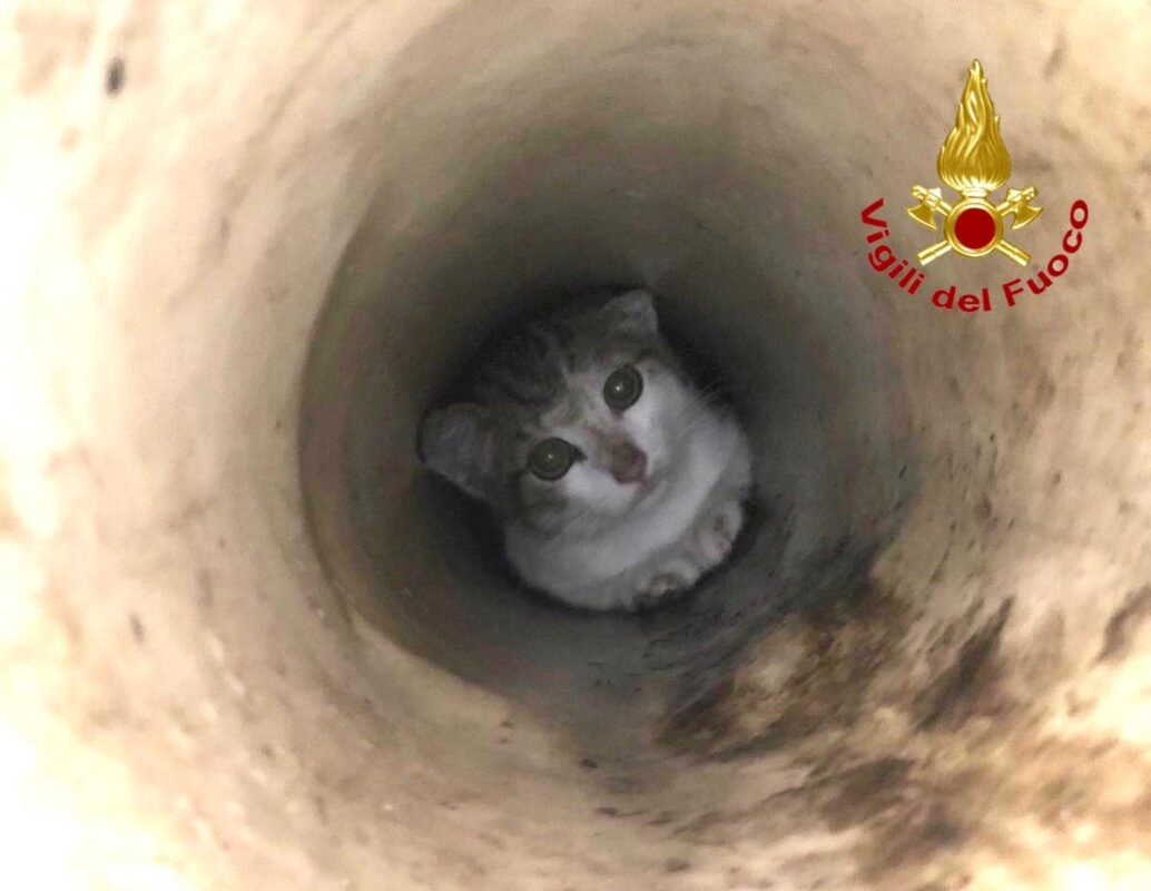 gattino nel tubo