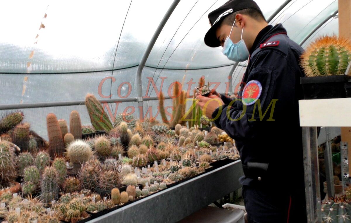 Operazione Atacama. Traffico illegale internazionale di cactus, per oltre 1 milione di euro. Sono ora a Milano