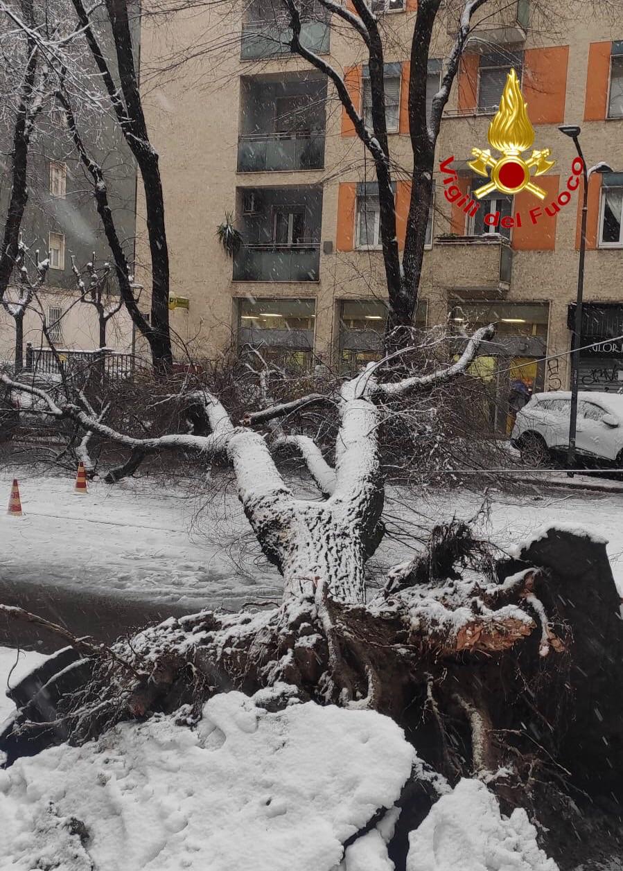 neve. A causa della neve alberi cadono sulla piattaforma dell'Atm. Ferita una donna - 28/12/2020