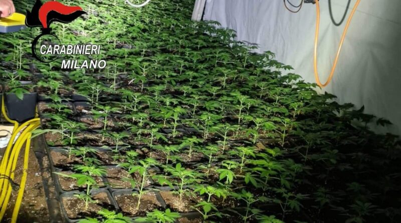 . Coltivava marijuana a spese dello Stato. A Sedriano - 13/01/2021