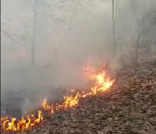 . Incendio nel bosco tra Vanzaghello e Magnago - 13/06/2022