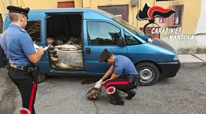 ambiente. Viadana, Mantova, quasi una tonnellata di pesce in auto: sei denunciati lungo il Po - 18/08/2026