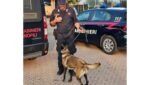 Mantova, Castel Goffredo, operazione antidroga: otto perquisizioni e un arresto